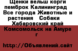 Щенки вельш корги пемброк Калининград - Все города Животные и растения » Собаки   . Хабаровский край,Комсомольск-на-Амуре г.